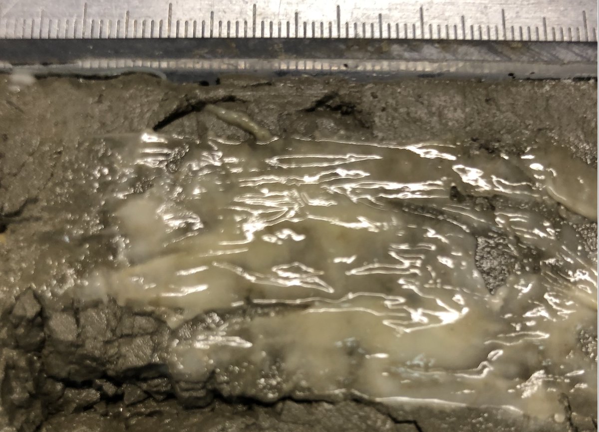 Ross_PT's tweet photo. One year after being drilled from hundreds of meters below the seafloor, #IODP cores grow a huge variety of mold. Fun to look at, less fun to scrape off...
#Exp395C #NSFfunded https://t.co/9LD1FqAEt5