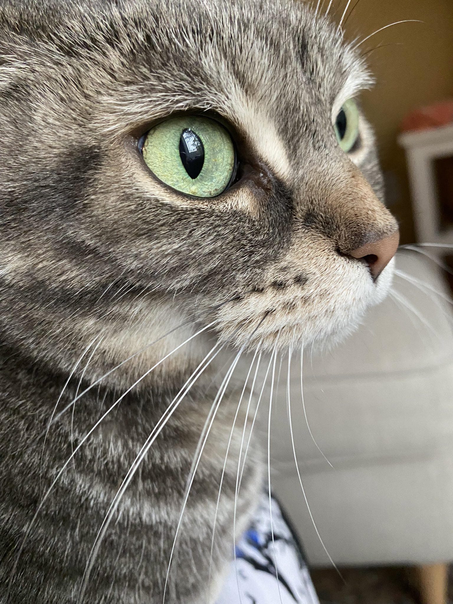 cats eyes dilated after spay
