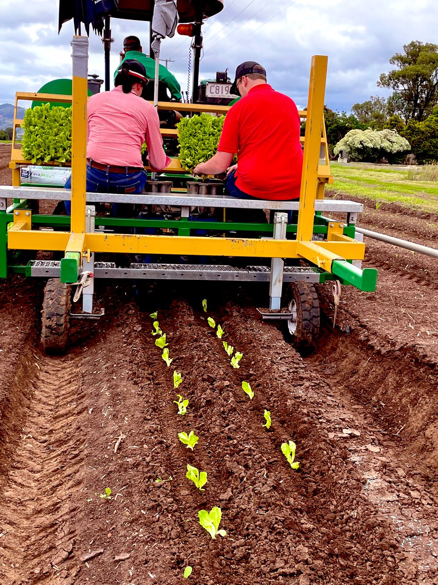 Our <a href="/EldersLimited/">Elders</a> Qld Horticulture Technology site is planted. Lettuce, Broccoli,Cabbage, Wombock,Shallots,Celery, targeting Pests, Diseases and nutrition. Hope for some sunshine now.