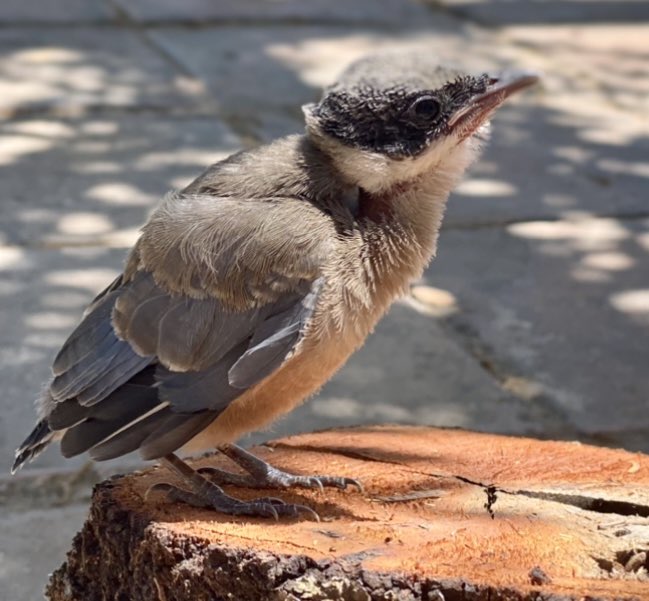 The first one out of the nest in the Cork Oak tree in the garden. Googling has suggested it is either a Jay or an Iberian Magpie #wildbird #gardenbird #jay #iberianmagpie #babybird #campolife #campojac