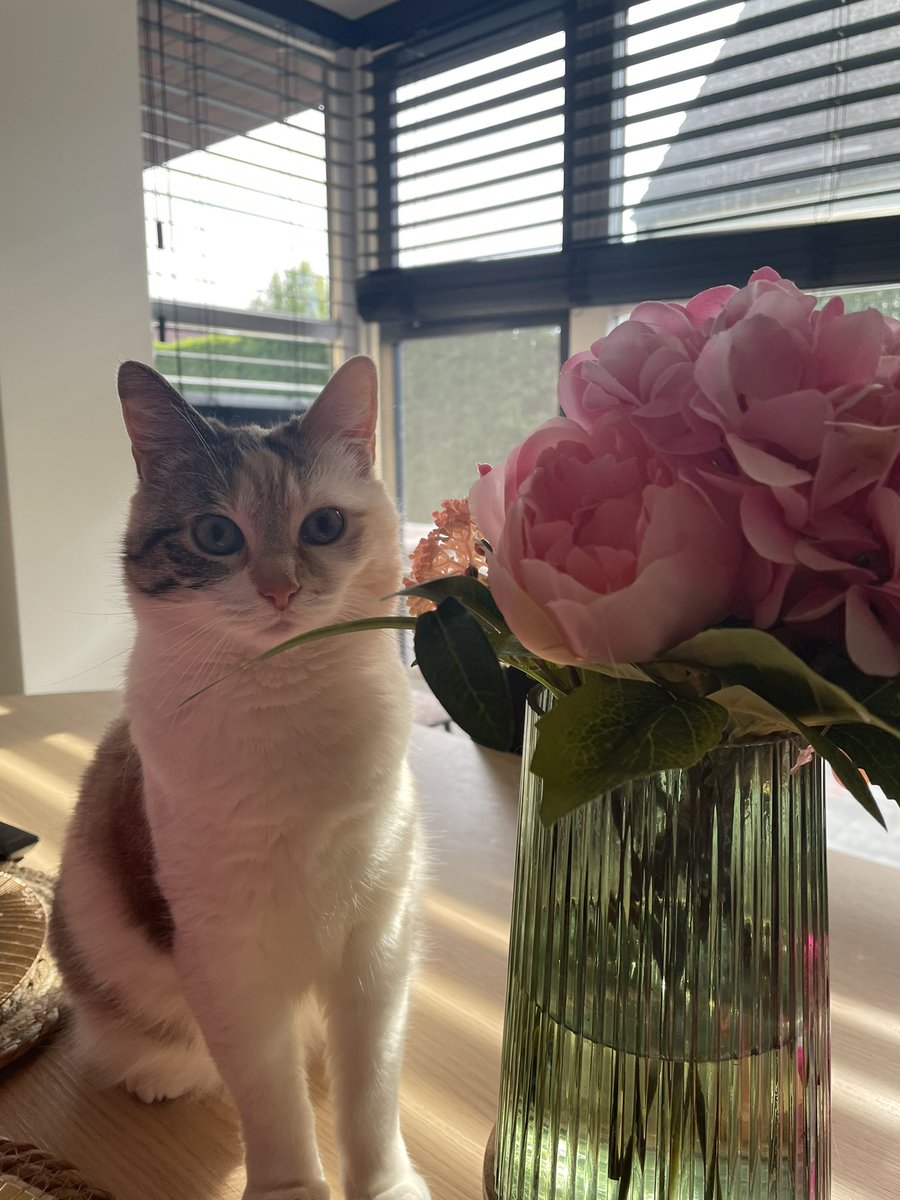 princess Lou tweet media