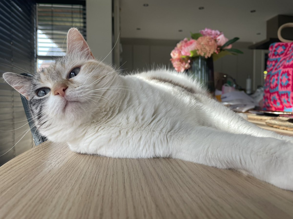 princess Lou tweet media