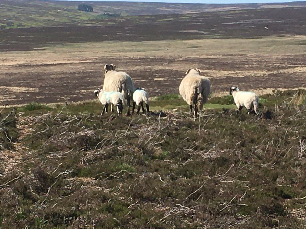 Busy scratching for orf and pouroning ewes and lambs for ticks before they are turned back out to the hill. One tup lamb weighing 16.4 kg at turn out it was 25 days old and weighed 5.4 at birth.
This works out at 11kg gain in 25days or 0.44kg per day. 
#performanceswale #ebvs