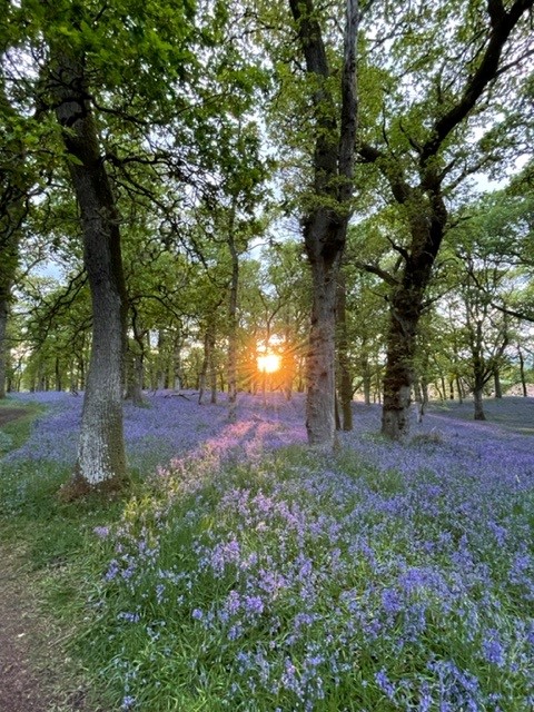 It never fails to amaze me how beautiful Scotland's countryside is, the pictures are of Bluebell woods in Perthshire taken last night while we were out for a walk.