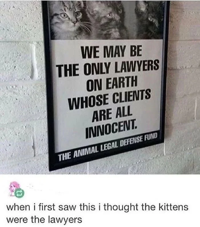 CatWorkers's tweet photo. https://t.co/t7fEKtYHMa