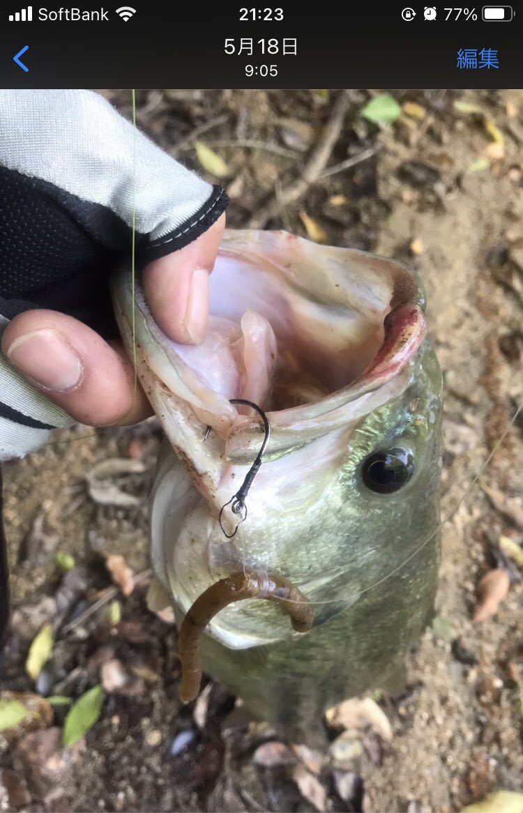 تويتر バサー على تويتر スナッグレスネコリグのフックのサイズを上げて それなりっぽいお魚の魚信からのフッキング時にすっぽ抜けやバラしが少ない バス釣り ネコリグ フック T Co Nbpkwikct3 تويتر バサー على تويتر スナッグレスネコリグのフックのサイズを上げて それなりっぽいお魚の魚信からのフッキング時にすっぽ抜けやバラしが少ない バス釣り ネコリグ フック T Co Nbpkwikct3