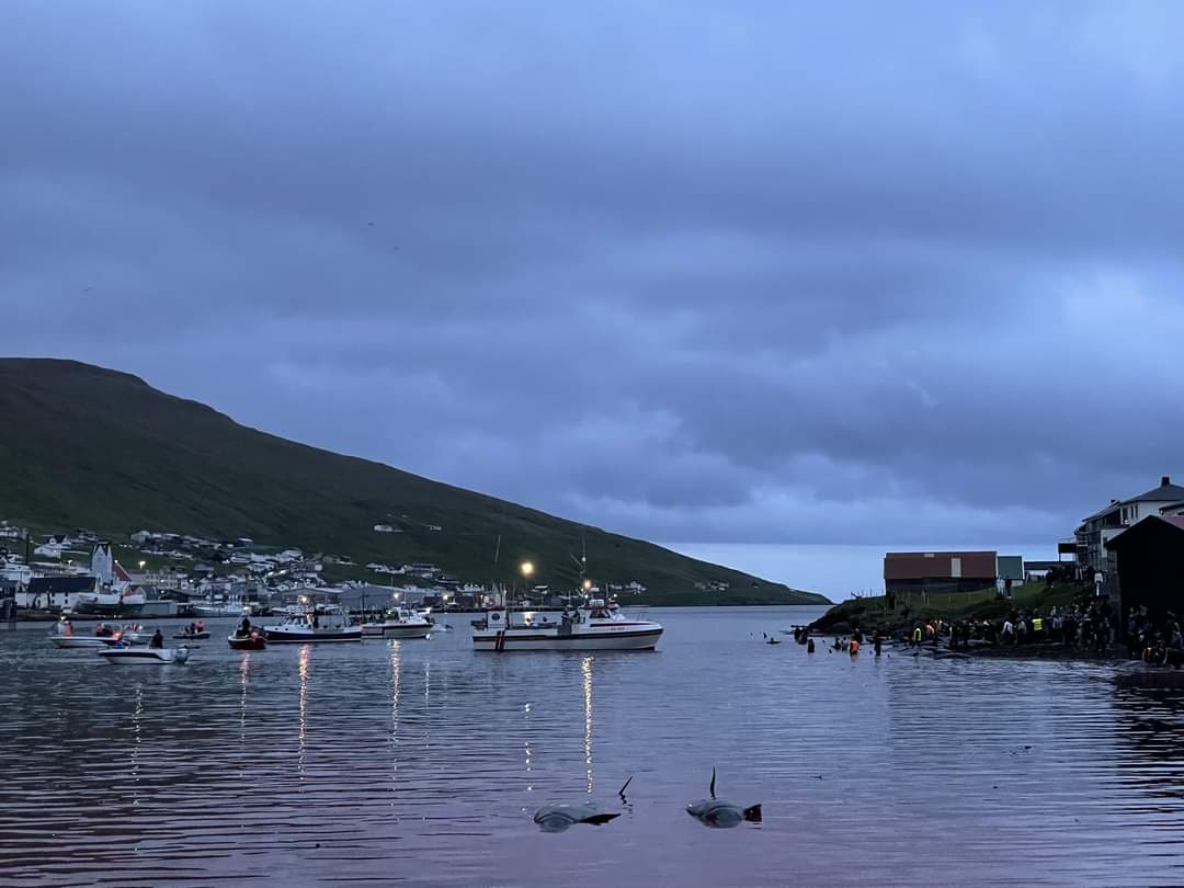 SeaShepherdIta's tweet photo. 🚨 #BreakingNews

100 globicefali uccisi oggi sulle spiagge dell'isola Suðuroy nelle #FaroeIslands

Le acque dei fiordi si sono tinte nuovamente di rosso, strappando la vita a esseri senzienti in nome di una brutale tradizione

#OpBloodyFjords #StopTheGrind https://t.co/H140UZRd02