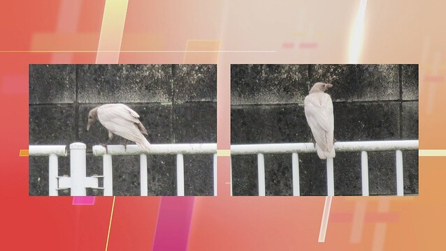 livedoornews's tweet photo. 【激レア】「数万羽に一羽」白いカラスが注目集める 群馬・高崎市
https://t.co/so9wRP8I3w

写真の撮影に成功した人物は「白いハトだと思った」と語る。この個体のように頭部や尾羽が黒くなっており、一部に少し色がついているものを「白変個体」と呼ぶのだそう。 https://t.co/233AW3QyFs