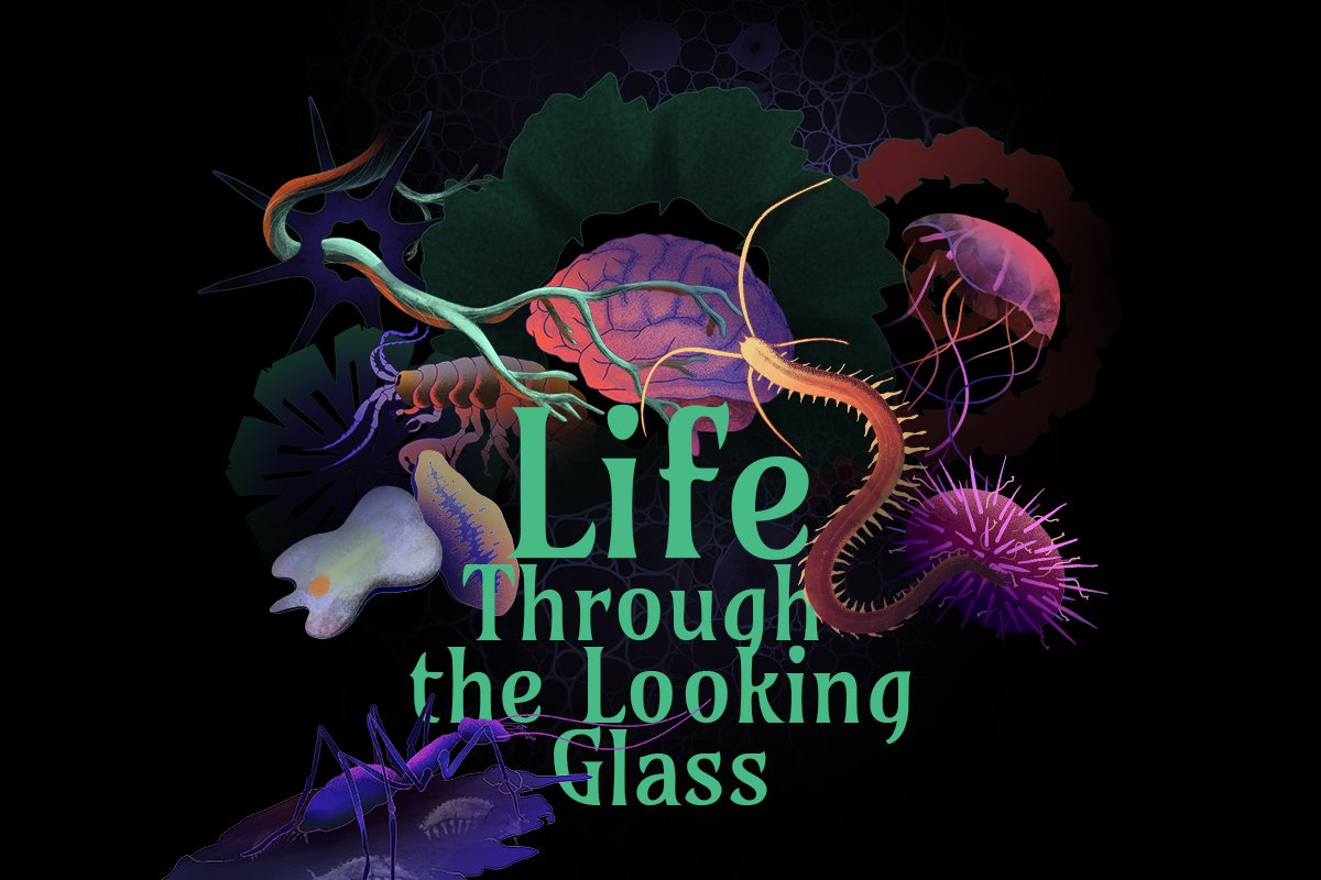 Dive into eight captivating stories about the research journeys of young scientists focusing on animal evolution...
life-throughthelookingglass.com
#H2020  <a href="/EU_H2020/">Horizon 2020</a> <a href="/EvoCELL_ITN/">EvoCELL</a>
