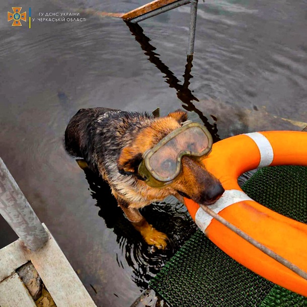 The State Emergency Service of Ukraine has a new diving dog Nayda. The shepherd from the shelter in Cherkasy region showed discipline and passion for water from the first days.

#UkraineWar #RescueDogs #StandWithUkraine