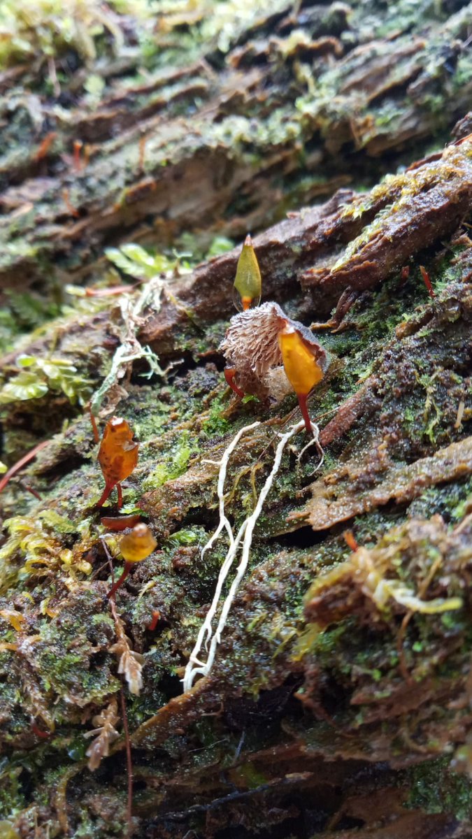XCNatura's tweet photo. 💧🌳Tot i la pluja, ahir i avui hem estat a Ariège, França, per posar en comú les principals conclusions del projecte @CTPPOCTEFA #Conectfor
👥Treballem en xarxa per fer possible la preservació de la biodiversitat i la connectivitat ecològica dels boscos
https://t.co/fqCvjBetaF https://t.co/n5cJ6oWgo8