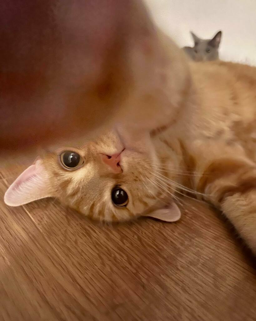 ogawa's tweet photo. #NF #russianblue #ロシアンブルー #redtubby #americanshorthair #cat #レッドタビー #アメリカンショートヘア #猫 #いいね待ち猫 https://t.co/HWpvVjZ41E https://t.co/FUIl52iH6E