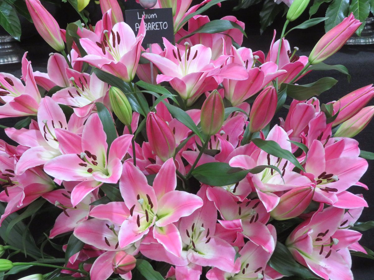 Afaranwide tweet media