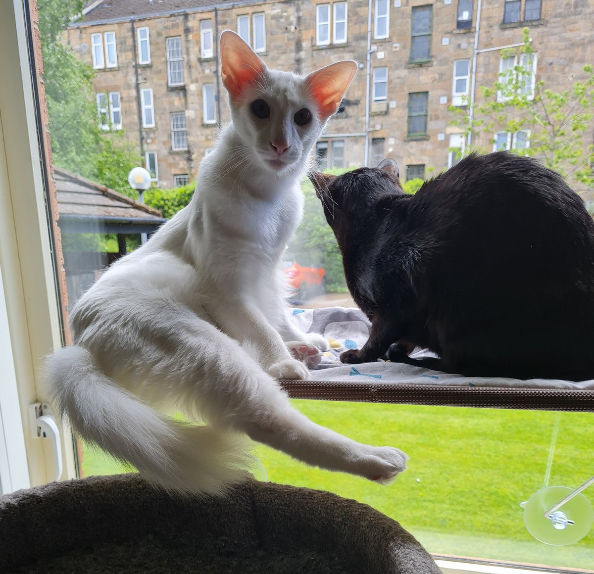 johnstf's tweet photo. Mum, I'm thinking of taking up ballet. Gustav 🩰😹 #CatsOfTwitter #meezer https://t.co/v885GyEdZW