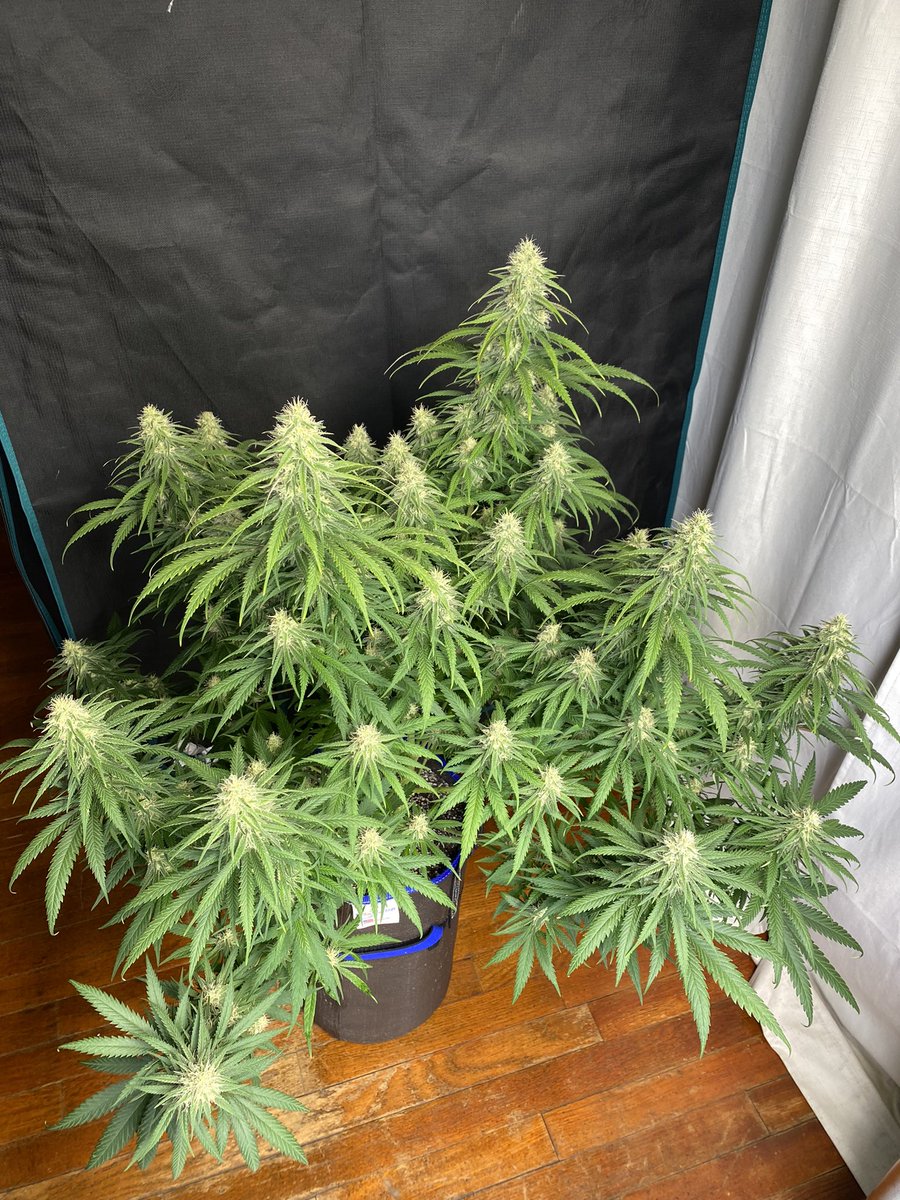 Blue Dream 😴 💙
#Mmemberville #HighTweeds #garden