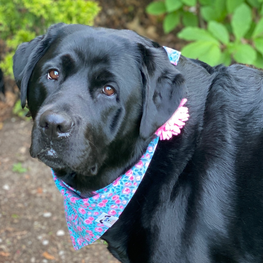 wowiedogs's tweet photo. When mumma is home with covid and she keeps making your try on stuff and take many, many, many pictures. 🤣 📸 

This is Tulip, Wowie Dogs' CTO (Chief Tasting Officer) and bestest model 🥰 with our Spring Flowers bandana and collar flower!! 🌻🌷

#wowiedogs https://t.co/ujzu1E8RzC