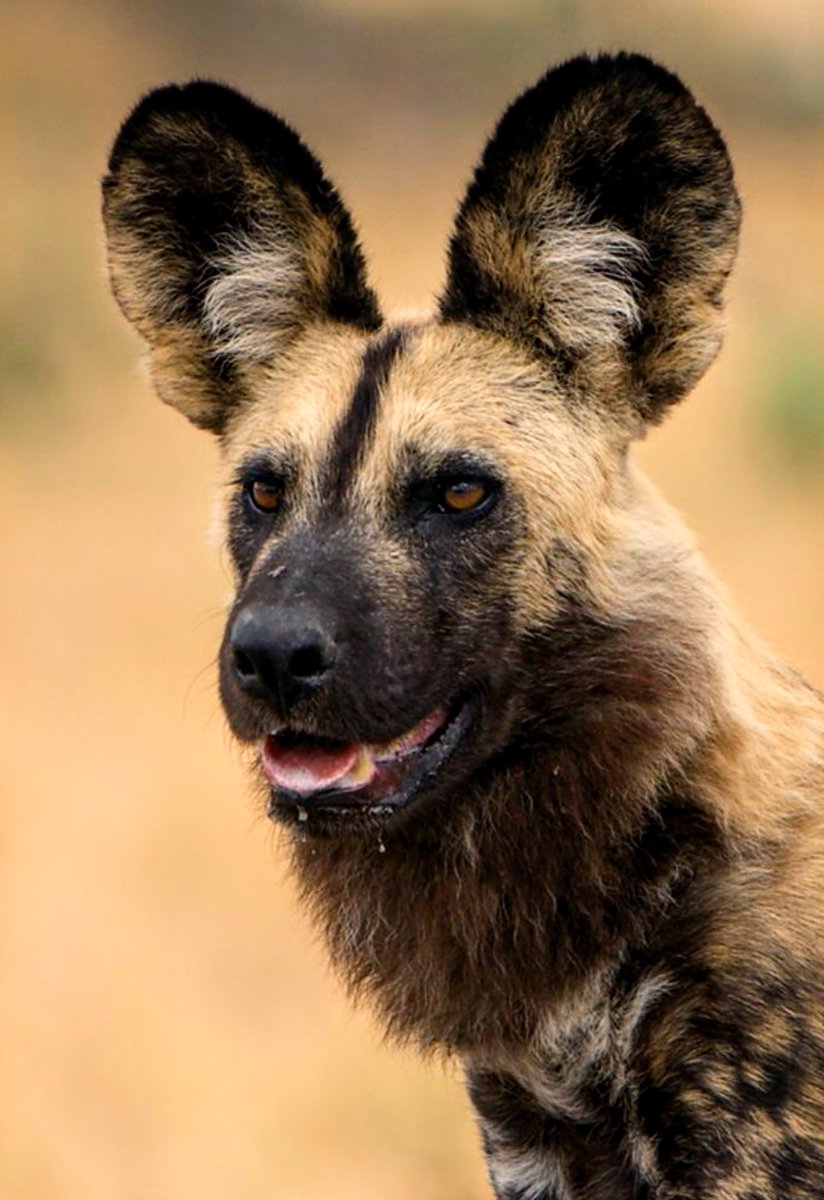 jrngbcn's tweet photo. Perro salvaje africano (Lycaon pictus)  también llamado lobo pintado,según la traducción literal de su nombre cientifico, es un cánido social probablemente el que más depende de sus manadas..
📷Thomas Retterath.⬇️ https://t.co/X3JL5a5pFC