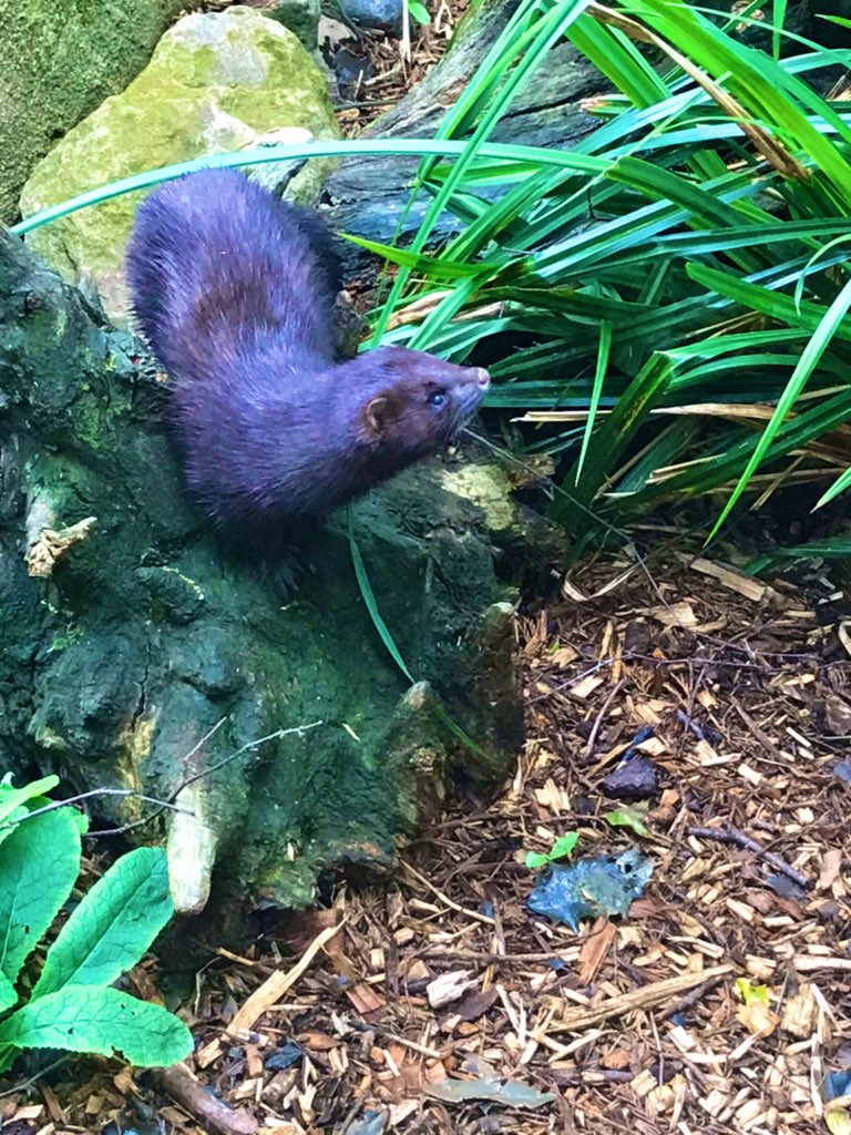 It lunchtime for animals too! <a href="/DGSSciCollege/">DGS Science College</a> <a href="/DGS6thform/">DGS 6th Form</a>