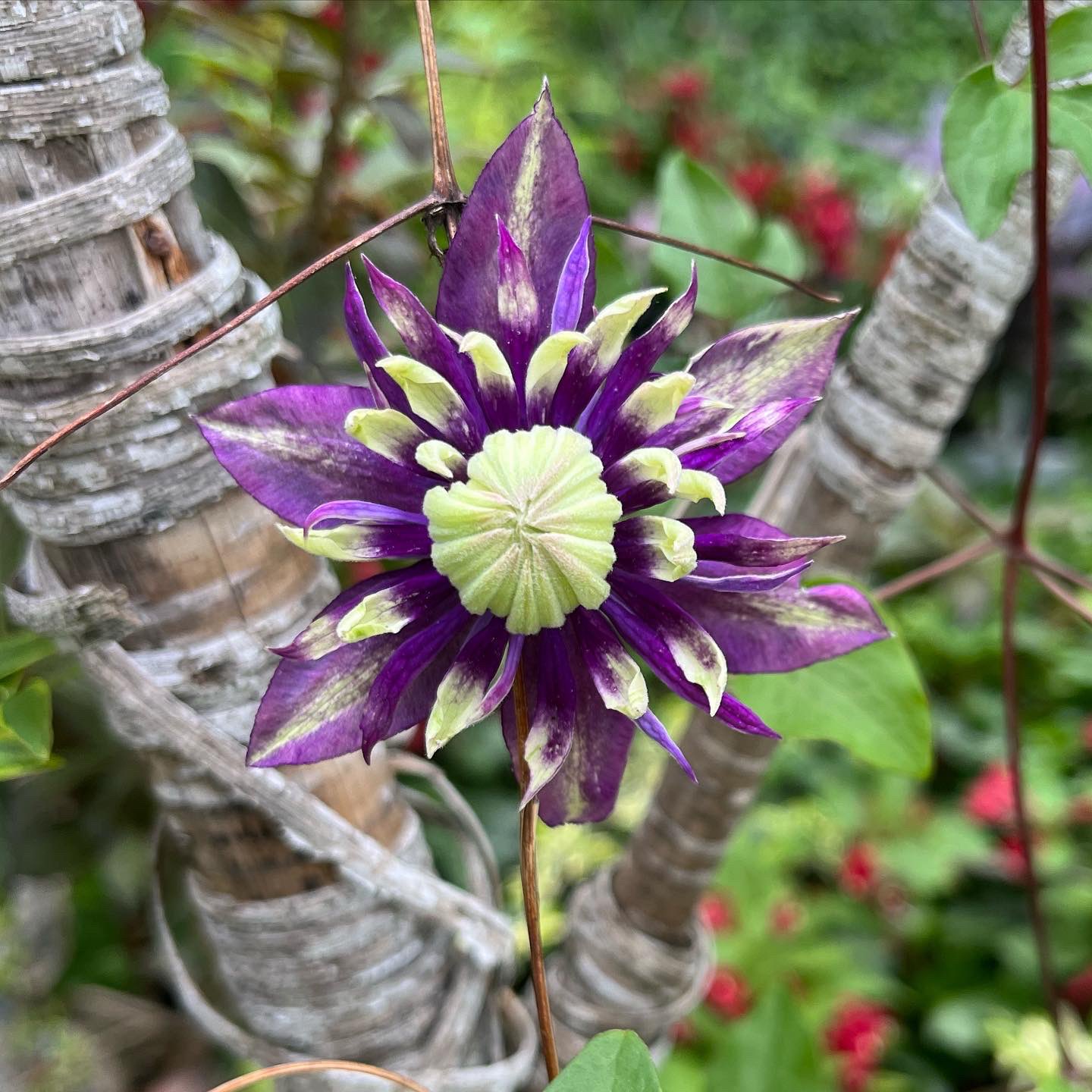 Clematis taiga sale