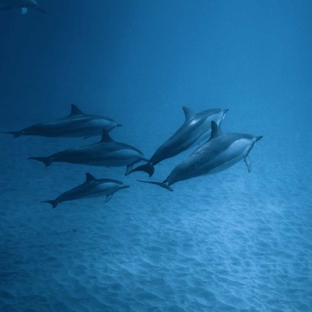 Animals are just like us! Did you know that:
🦦 Sea otters hold hands when they sleep so they don't drift away from the group.
😭 Magpies hold memorial services for deceased family members.
🐬 Dolphins sometimes talk in their sleep, mimicking the sounds of humpback whales.