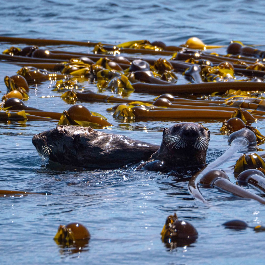 GVIWORLD's tweet photo. Animals are just like us! Did you know that:
🦦 Sea otters hold hands when they sleep so they don't drift away from the group.
😭 Magpies hold memorial services for deceased family members.
🐬 Dolphins sometimes talk in their sleep, mimicking the sounds of humpback whales. https://t.co/J9OqXutGYg