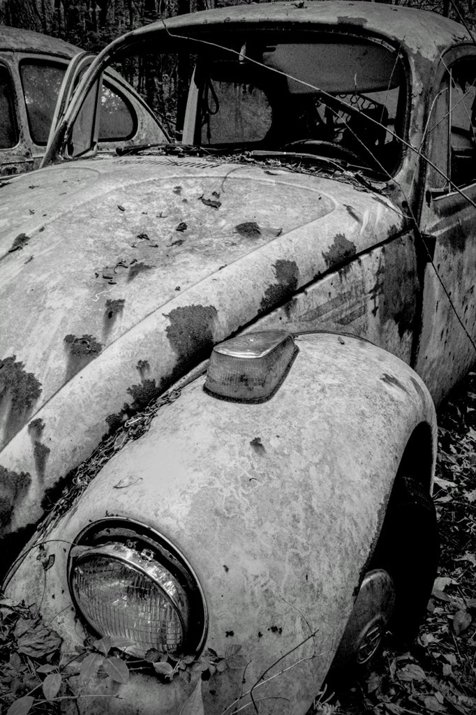 MissyElardi8016's tweet photo. #elardiphototgraphy #VW #ruralillinois #naturetakingover #photography #bugs #beetles https://t.co/VxKxUhhiB9