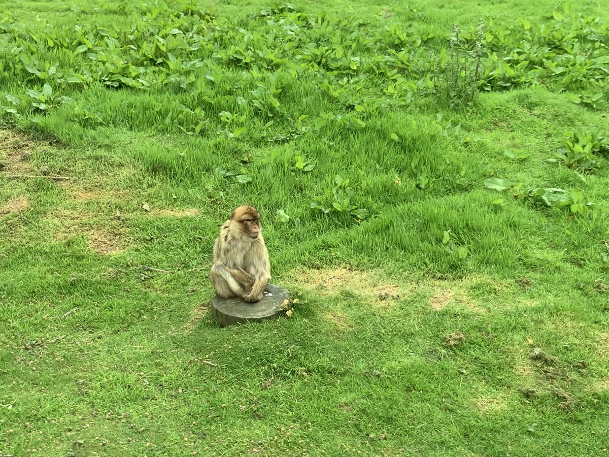 MrsMeza_'s tweet photo. Safari Park https://t.co/vfzxJ8eH4g
