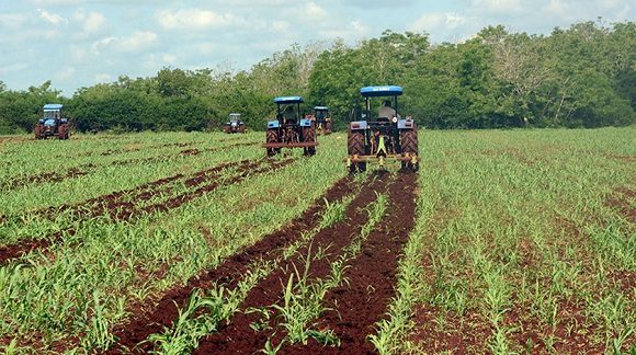 Existen 370 000 tenentes naturales de tierras, 4 000 cooperativas y 300 empresas. Sin embargo, aun quedan tierras ociosas o deficientemente explotadas, un problema por solucionar en aras de elevar las producciones. #AgriculturaCubana #EntregaDeTierras #Cuba #Minag