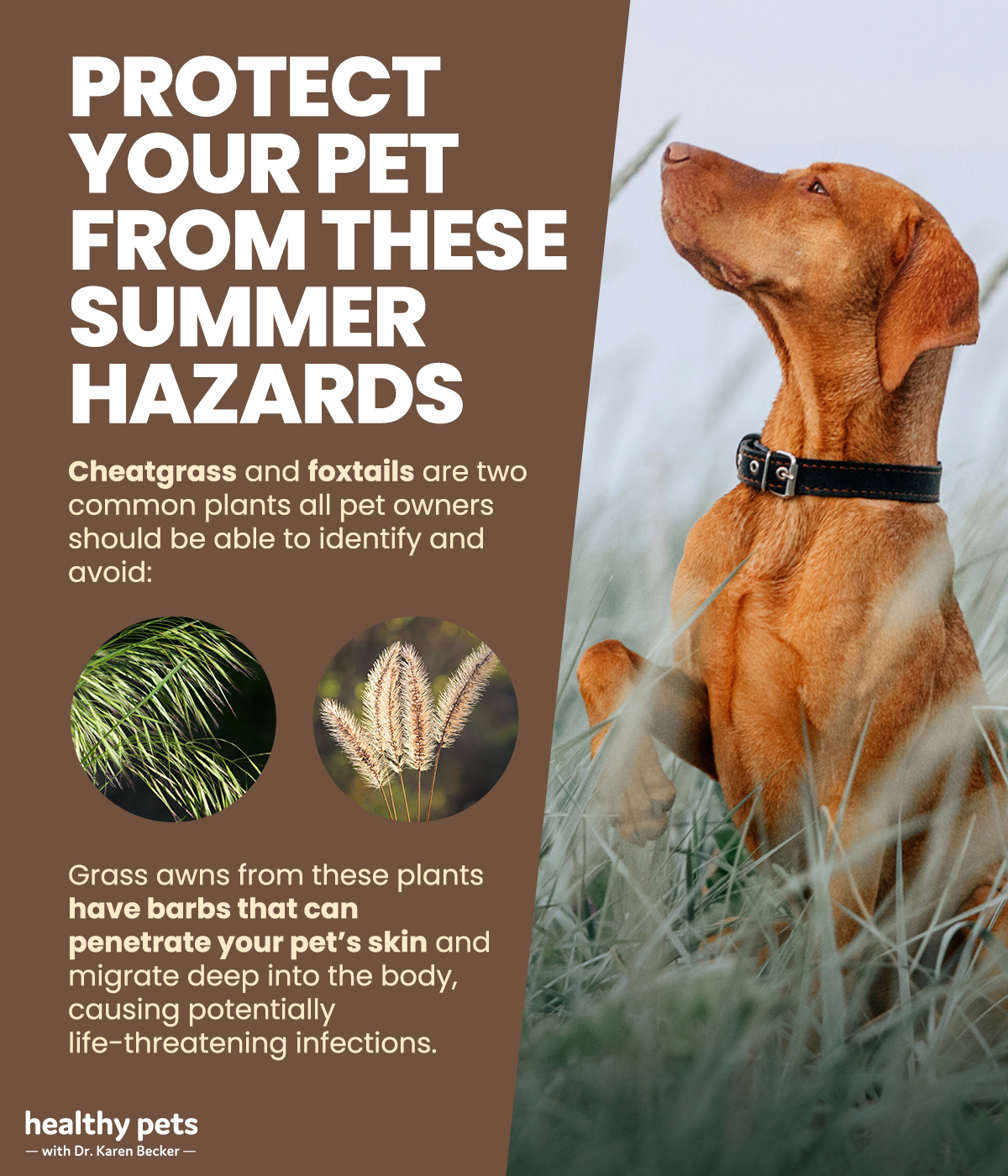 How to Protect Your Dog From Foxtails And Cheatgrass  