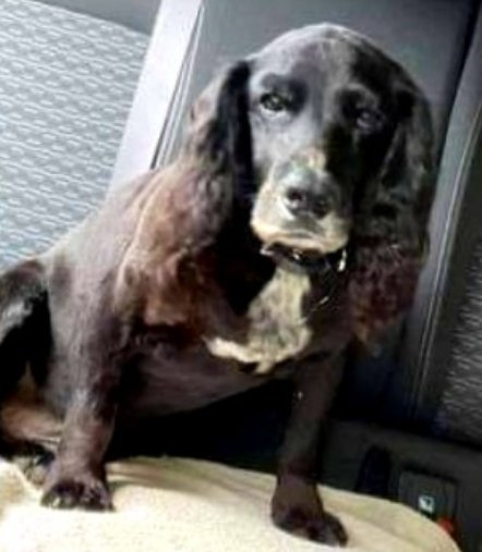 HARVEY #SpanielHour

Male CockerSpaniel Elderly Black
Tweedy patterned Collar Harvey is Deaf Microchipped Tattooed

#Missing 04 Nov 2021 #BenBowie, #Helensburgh Disappeared on a walk #Scotland G84

doglost.co.uk/dog-blog.php?d…