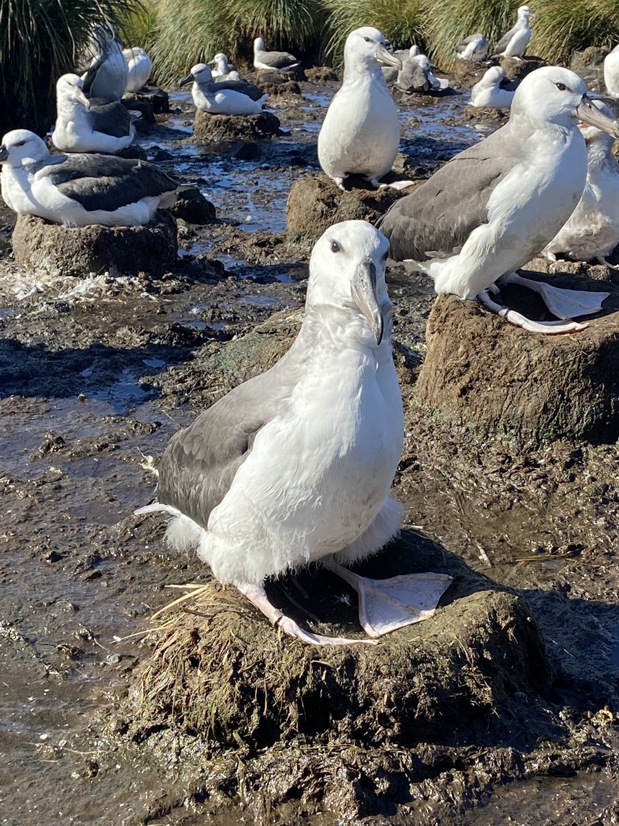 ¿Qué tienen que ver fierros y los #Albatros? En el mini-curso-taller de #pesca y #AvesMarinas, vamos a revisar por qué hay impactos y también como reducir nuestra huella 🌊🌎 este viernes 27 mayo en <a href="/CCM_2022/">Ciencias del Mar 2022</a> Aún hay muuuchos cupos 👀 #bycatch #mitigación