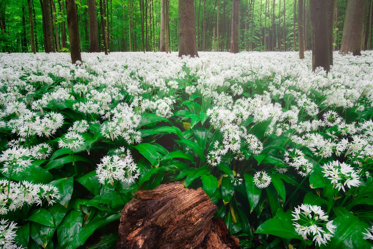 JesperKrogh13's tweet photo. It’s that time of year where the wild garlic in Denmark is blooming.
This was my first time going to this location but I have dreamed about going there the last couple of years at this moment with a sea of wild garlic in bloom. 
#photography #woodland #flowers https://t.co/nBiX3fpwED