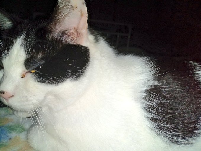 ノルマ終わったので寝よう
今日はネコチャンを
抱き枕にして良いらしい
やった〜〜〜 