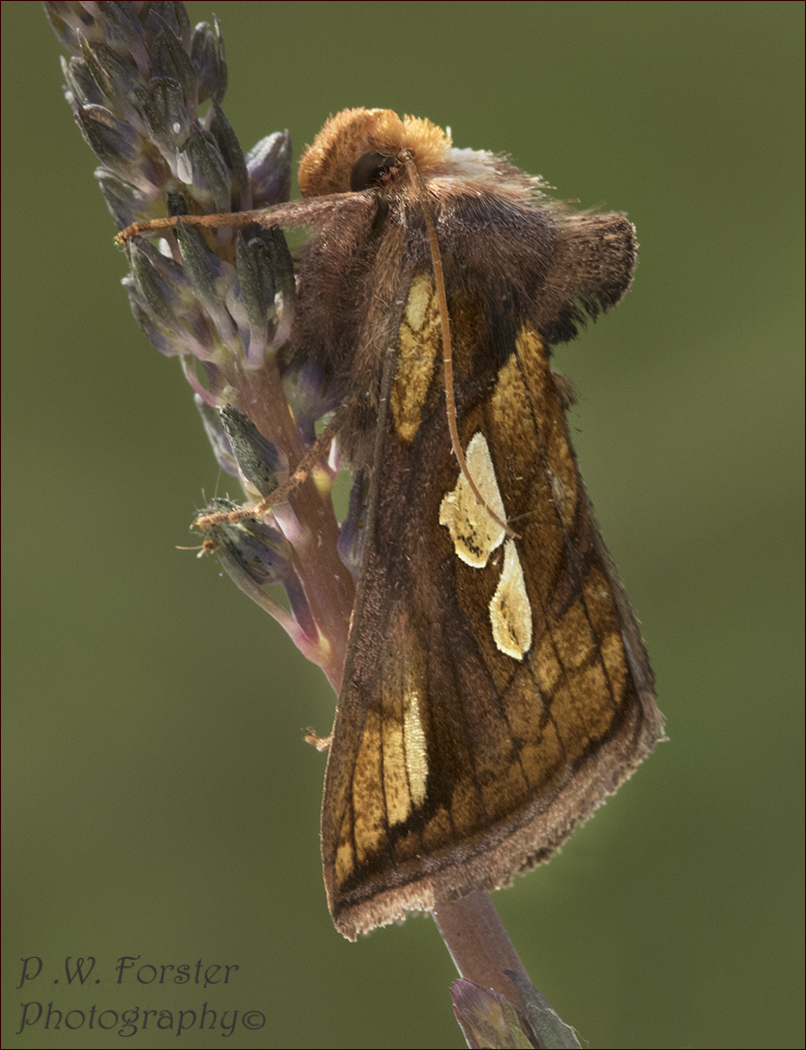 Gold Spot from Garden last night Guis
#nodrivalpost
@teesbirds1 @WhitbyNats @nybirdnews @WildlifeMag @YCNature @DurhamBirdClub @wildlife @ynuorg @savebutterflies @RoyEntSoc @northyorkmoors @BritishMoths @LepidopteraNews #moths #Macron @RSPBSaltholme