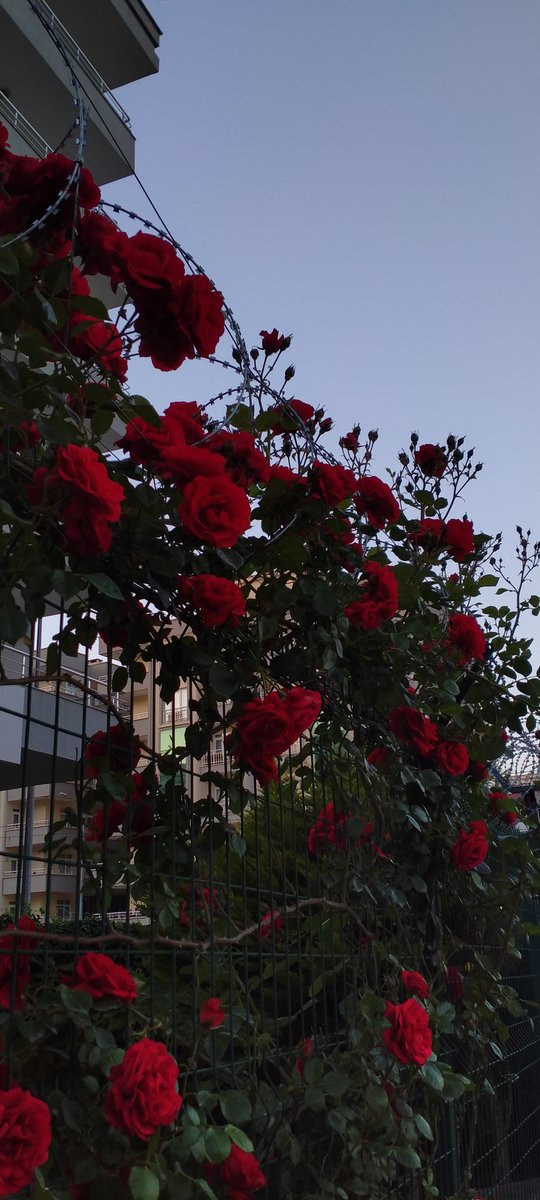 Neye yaklaşsam, sonu uzaklık ve kırgınlık;
Anla ki, yok Allah'tan başkasına yakınlık.

*necip fazıl kısakürek