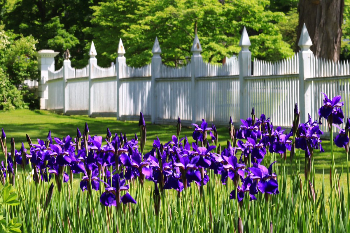 lynnsferrazza1's tweet image. #MayPatternChallenge #PhelpsHathewayHouse @CTLandmarks #suffield #suffieldgardenclub A peak at the beautiful garden @bbrendatweets