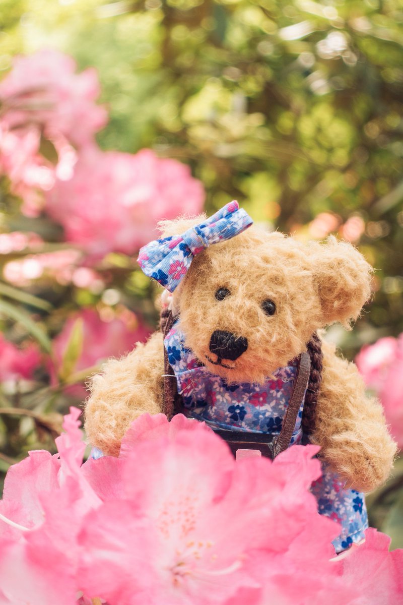 I have visited a rhododendron park. It was wonderful. 😍🌺 #rhododendronpark #ammerland #westerstede