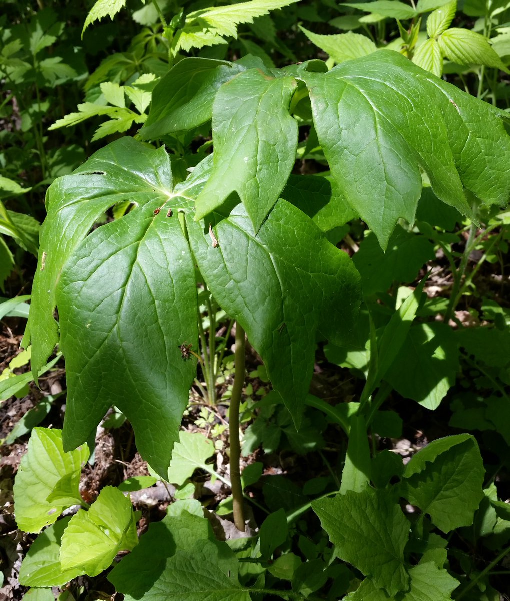 UteSchmid's tweet photo. Feeling incredibly grateful to have chosen a hike at #TinyMarsh Wildlife Preserve and Conservation Area just in time to photograph these #MayApple blossoms that were hiding under those large umbrella leaves! #Wildflowers #SimcoeCounty #ResidentialTourist https://t.co/0MdWlgJvjJ