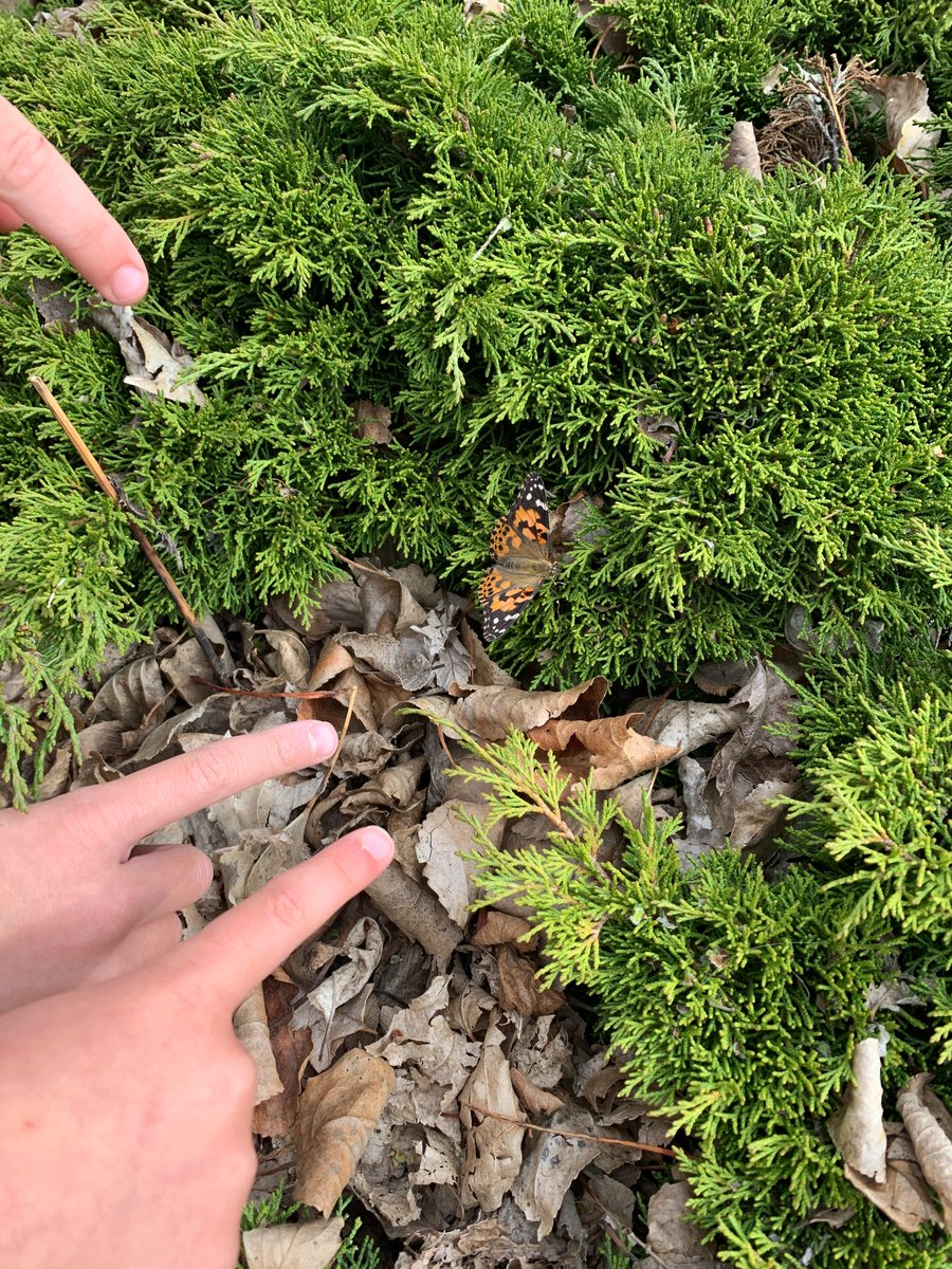 The world is a bit more colourful due to some amazing winged creatures raised <a href="/GWSmithSchool/">G W Smith School</a> and <a href="/rdpschools/">rdpschools</a> the last few weeks.