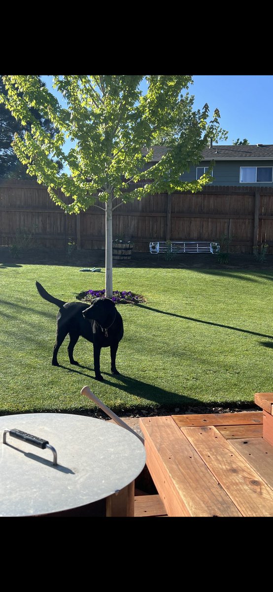 Morning coffee with the Ope dog ☕️