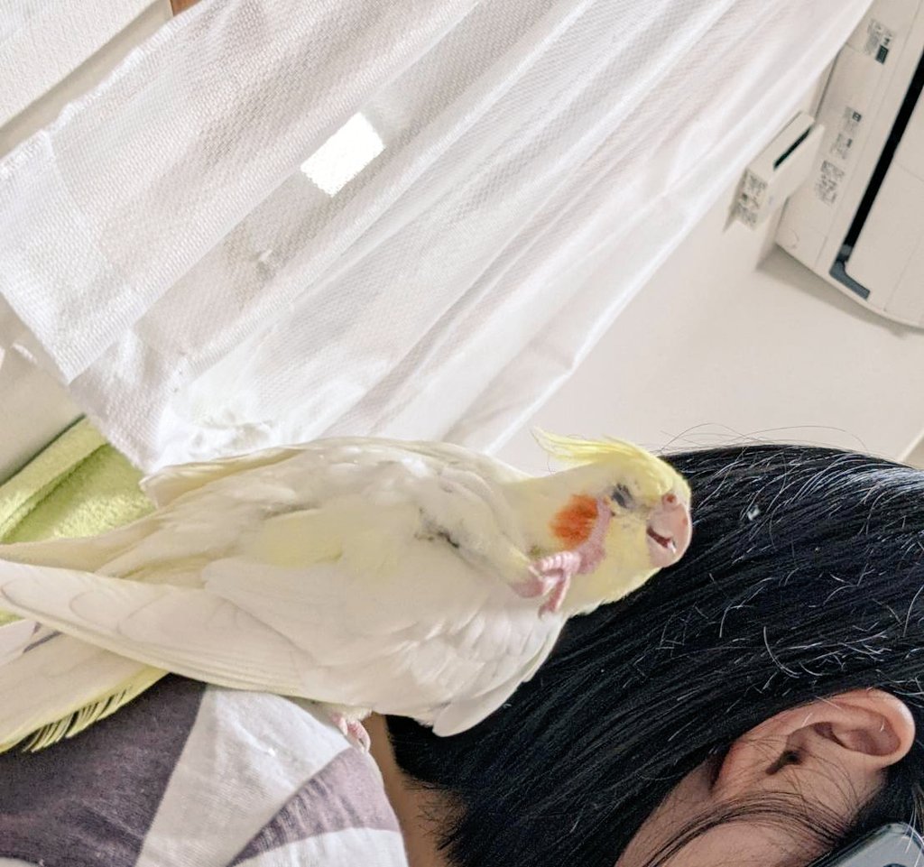 okame_Rubow's tweet photo. 最近、羽が生え始めてて痒いらしい
#オカメインコ https://t.co/7ColGaKpmZ