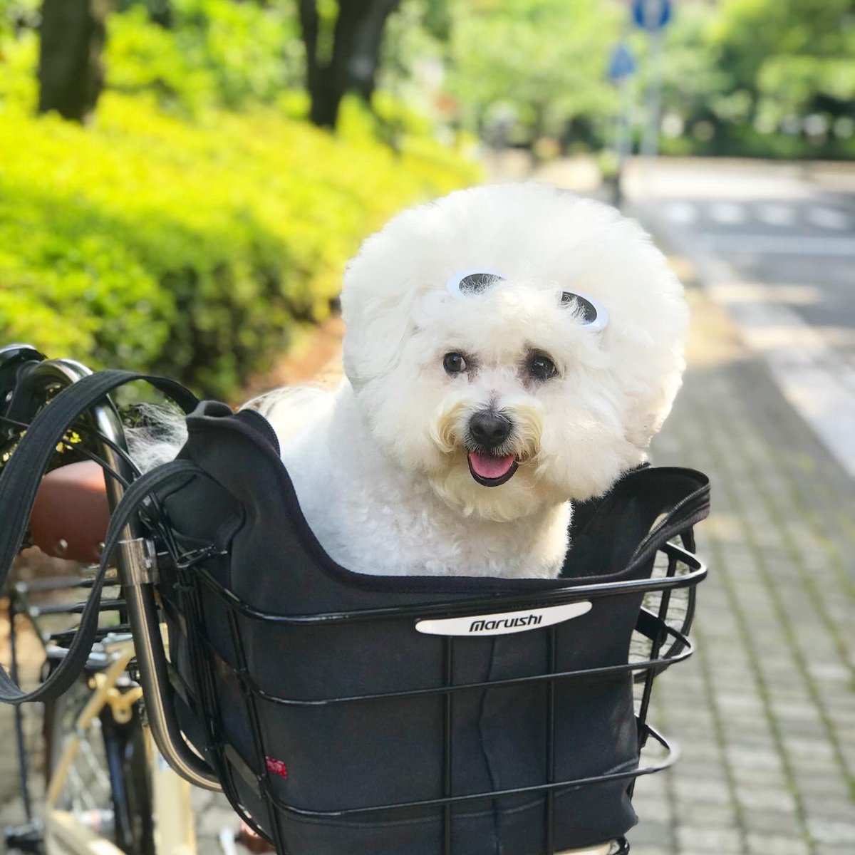 いぬチャリ

 #ペットポーター #イヌとチャリ  #ビションフリーゼ #モコモコ #犬のいる暮らし #犬 #ビション自転車