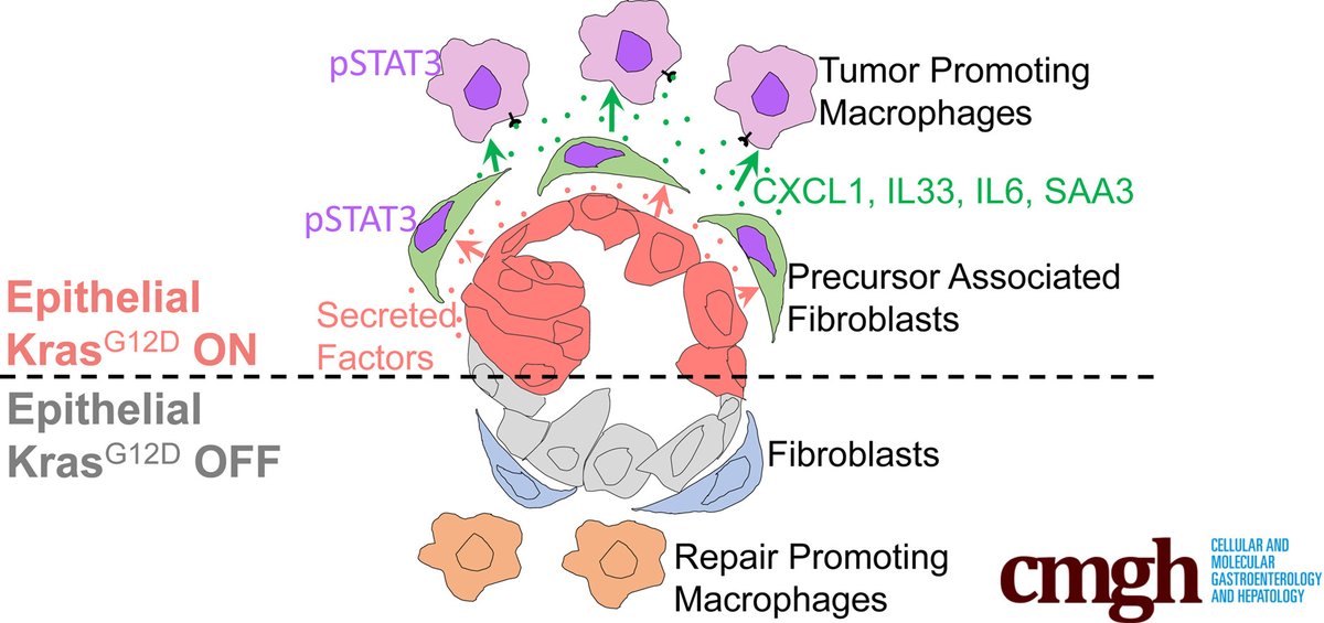 AGA_CMGH's tweet photo. Oncogenic Kras shapes the pancreatic neoplastic microenvironment through fibroblasts reprogramming @Pasca_Lab @AshVeDe2 https://t.co/3DmEtpYCsL https://t.co/d4Nnr84slM