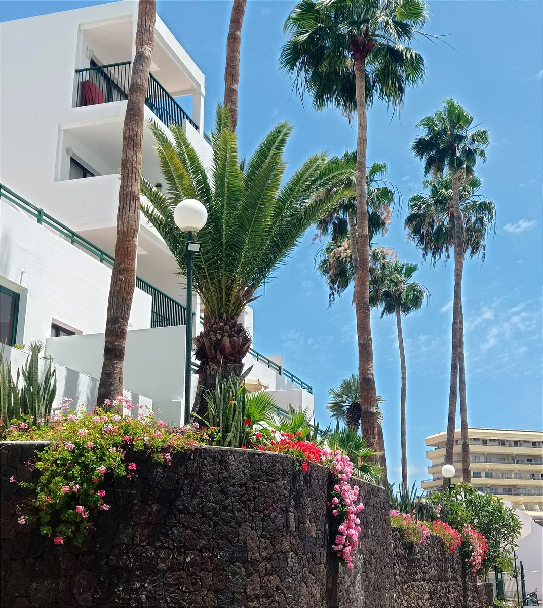 #SpringTime at #SunsetBayClub 
 
Preciosas flores en nuestros jardines de #SunsetBayClub. #Primavera 

🌷🌸💐🌴🌵