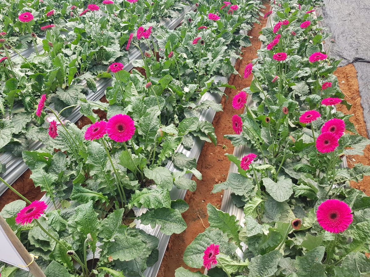 harithraa's tweet photo. Sivashakthi Floritech
#StopArtificialFlowers
#UseFreshFlowers
❤💚 Support farmers 💪💚❤ https://t.co/MAAGvdxHcC