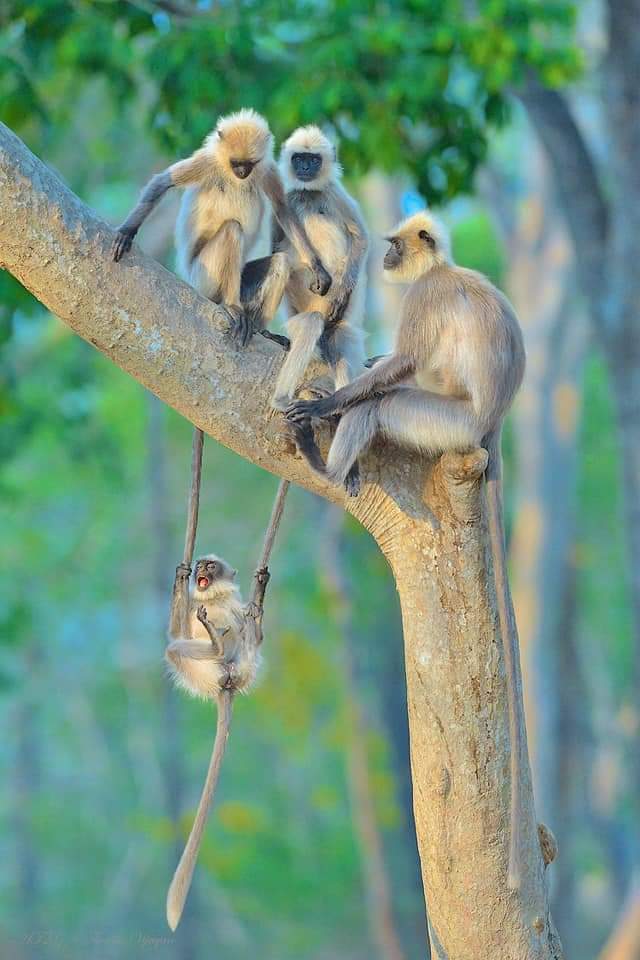 013_Freedom's tweet photo. am sure the hanging one Monkey must be #Sam
#TwitterFriendship
we all need a place to Run....
@Pagal_Rohatgi
@SoniaSunshine02
@sofiyaKhannam
@princesahil0
@ShaqAhmed3 https://t.co/vE5ZeVI24C