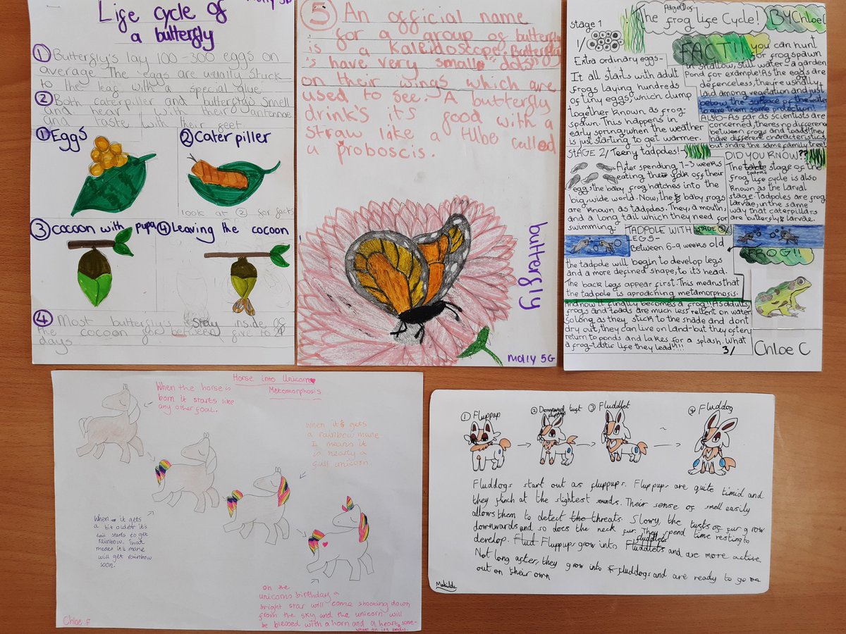 Some of the best examples of homework on metamorphosis 👏💙