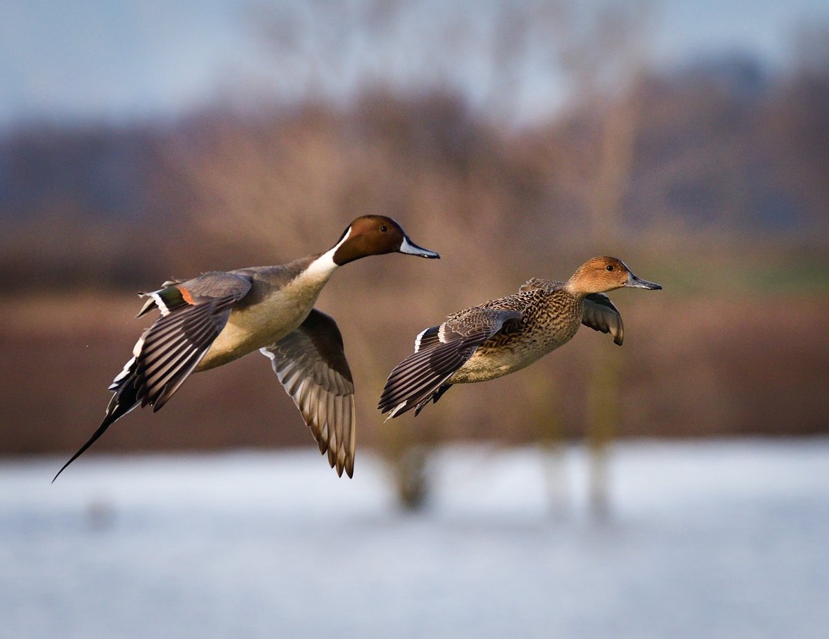 Spring is a critical time for waterfowl. Winter wheat provides critical habitat for ducks, birds and other wildlife by providing additional foliage and groundcover for nesting in the spring that otherwise wouldn’t be available. habitatwheat.ca <a href="/ducanada/">Ducks Unlimited CAN</a>