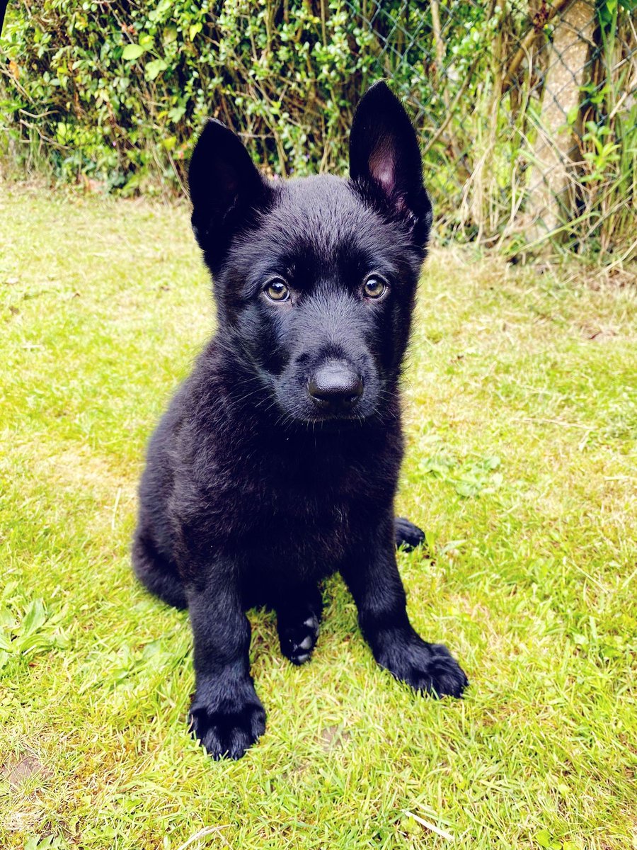 CityPoliceDogs tweet media