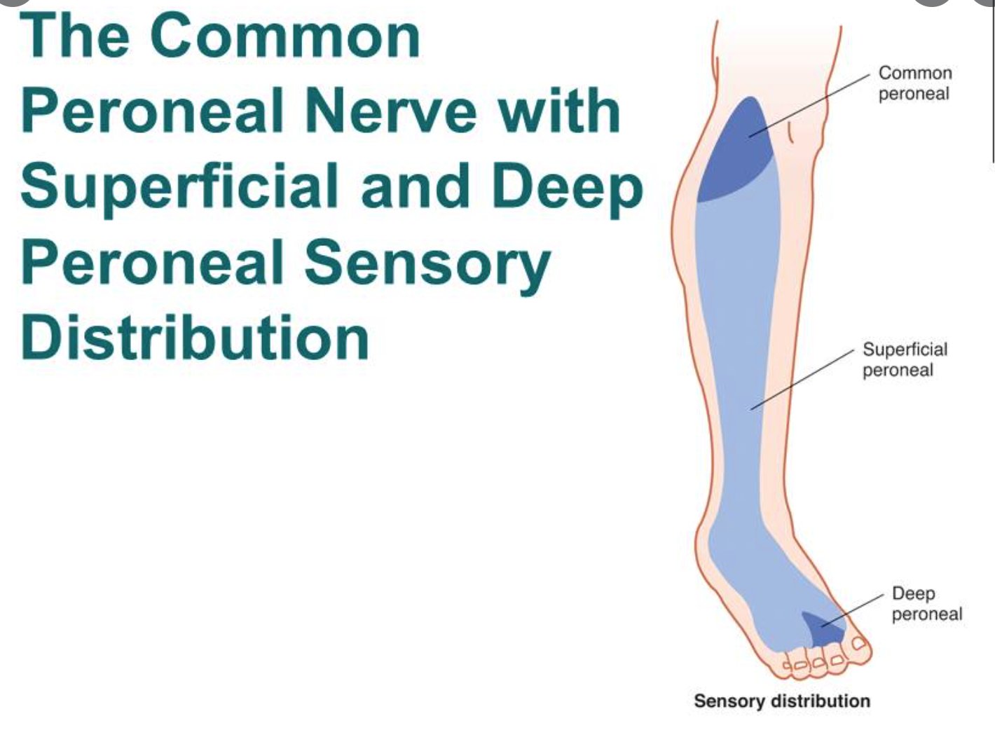 Superficial Peroneal Nerve Dermatome